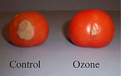 臭氧可以在数周内保护水果免受腐烂